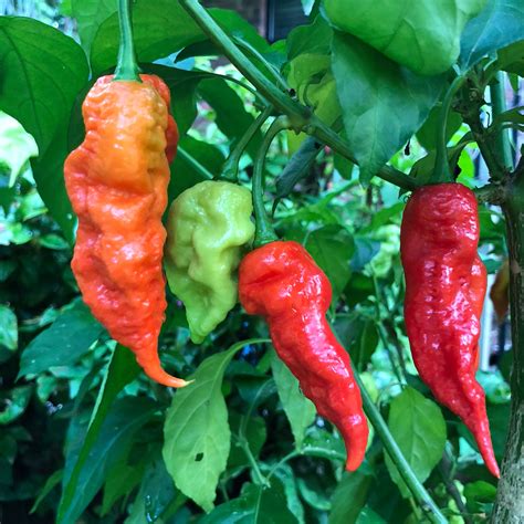 bhut jolokia price